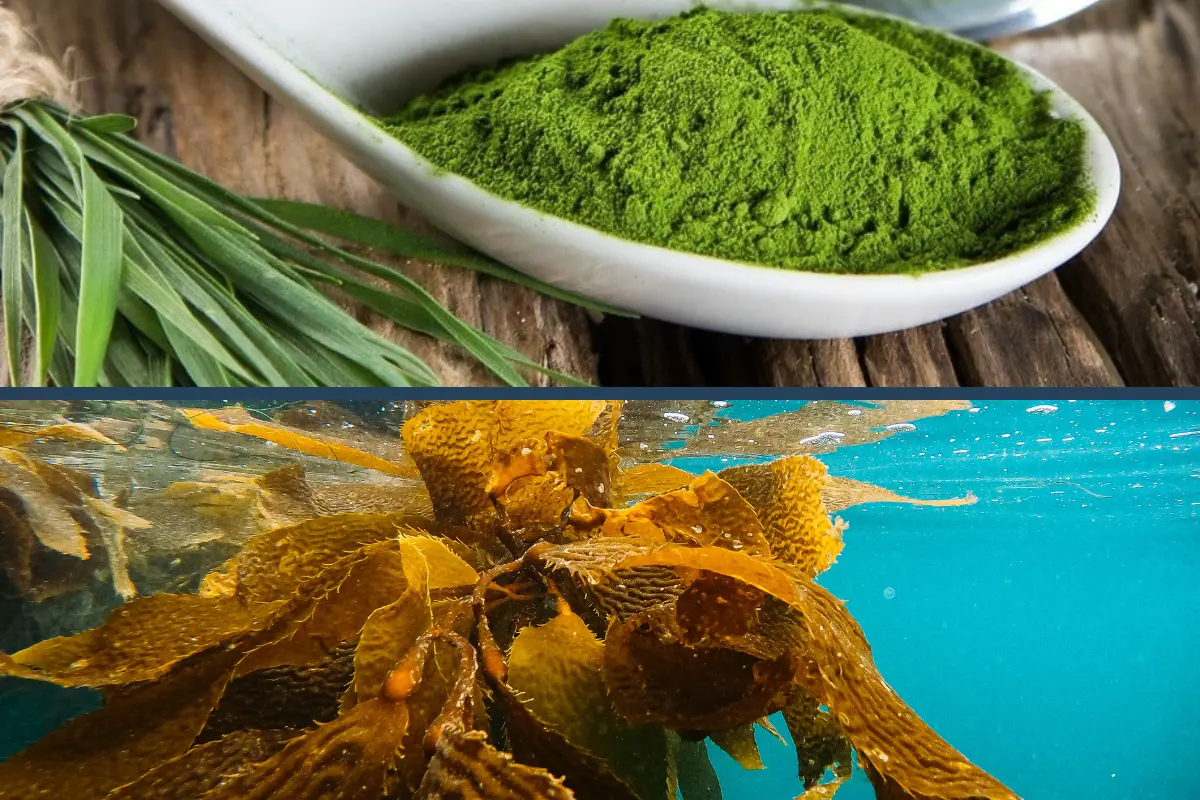 adding-greens-to-your-diet