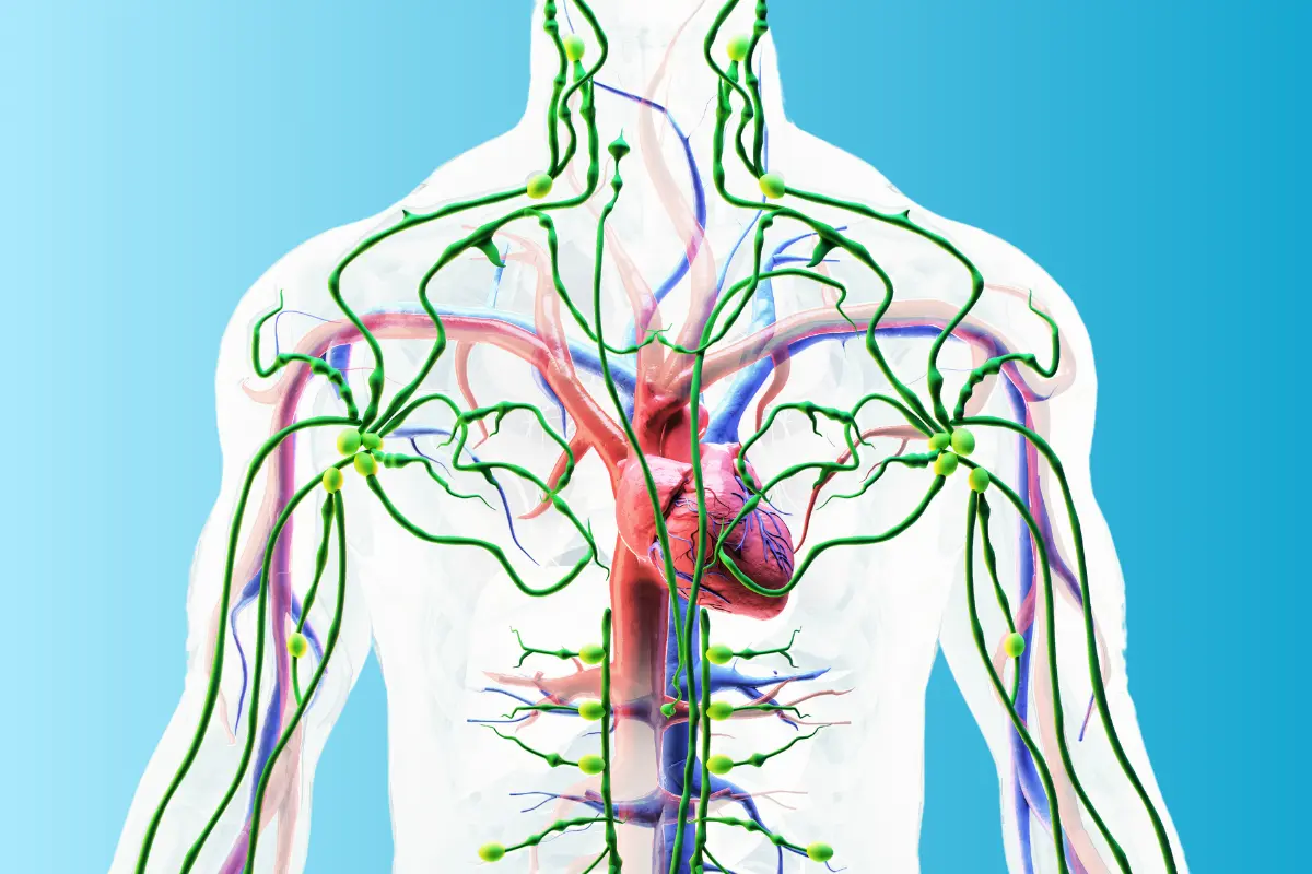Gut-and-Lymphatic-System