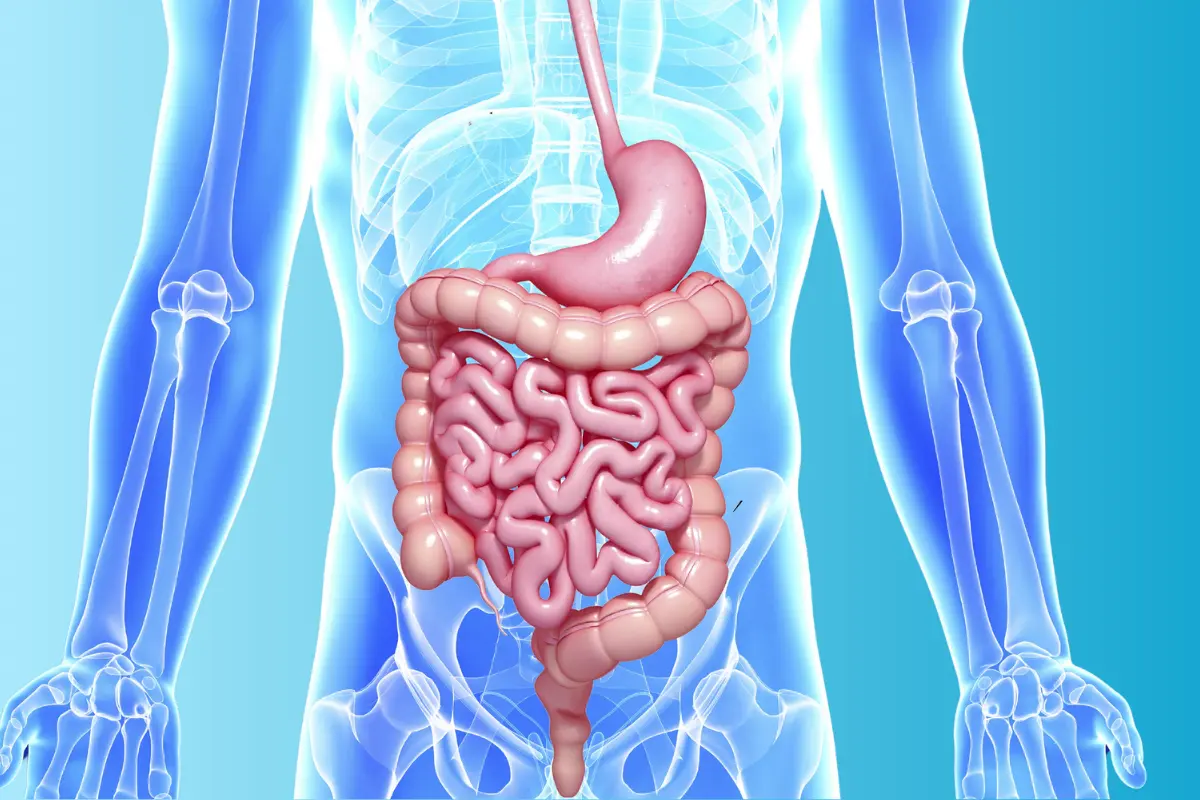 Gut-and-Lymphatic-System