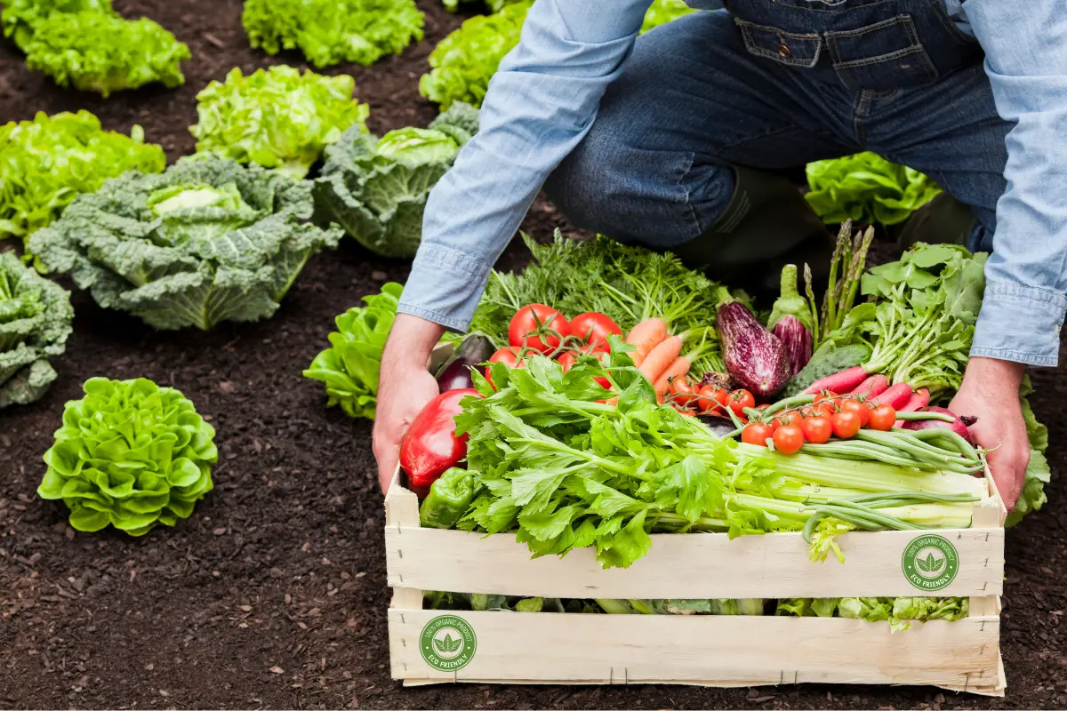 High-quality Organic 3 high-quality-organic-food